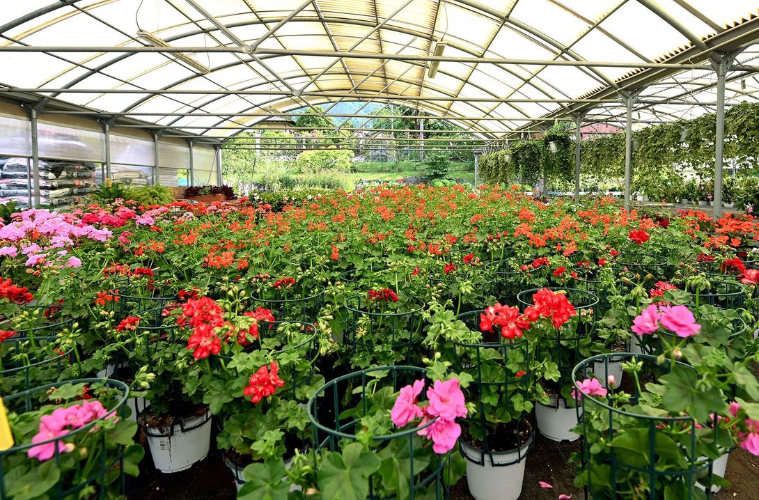 giardino con fiori di vari colori