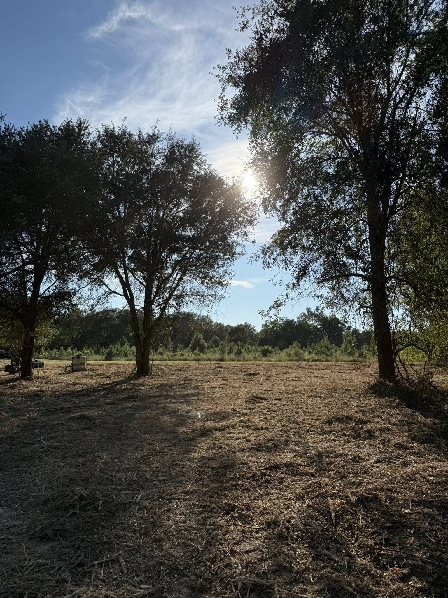 Sunlight filters through trees in a dry, open field with a clear blue sky in the background.