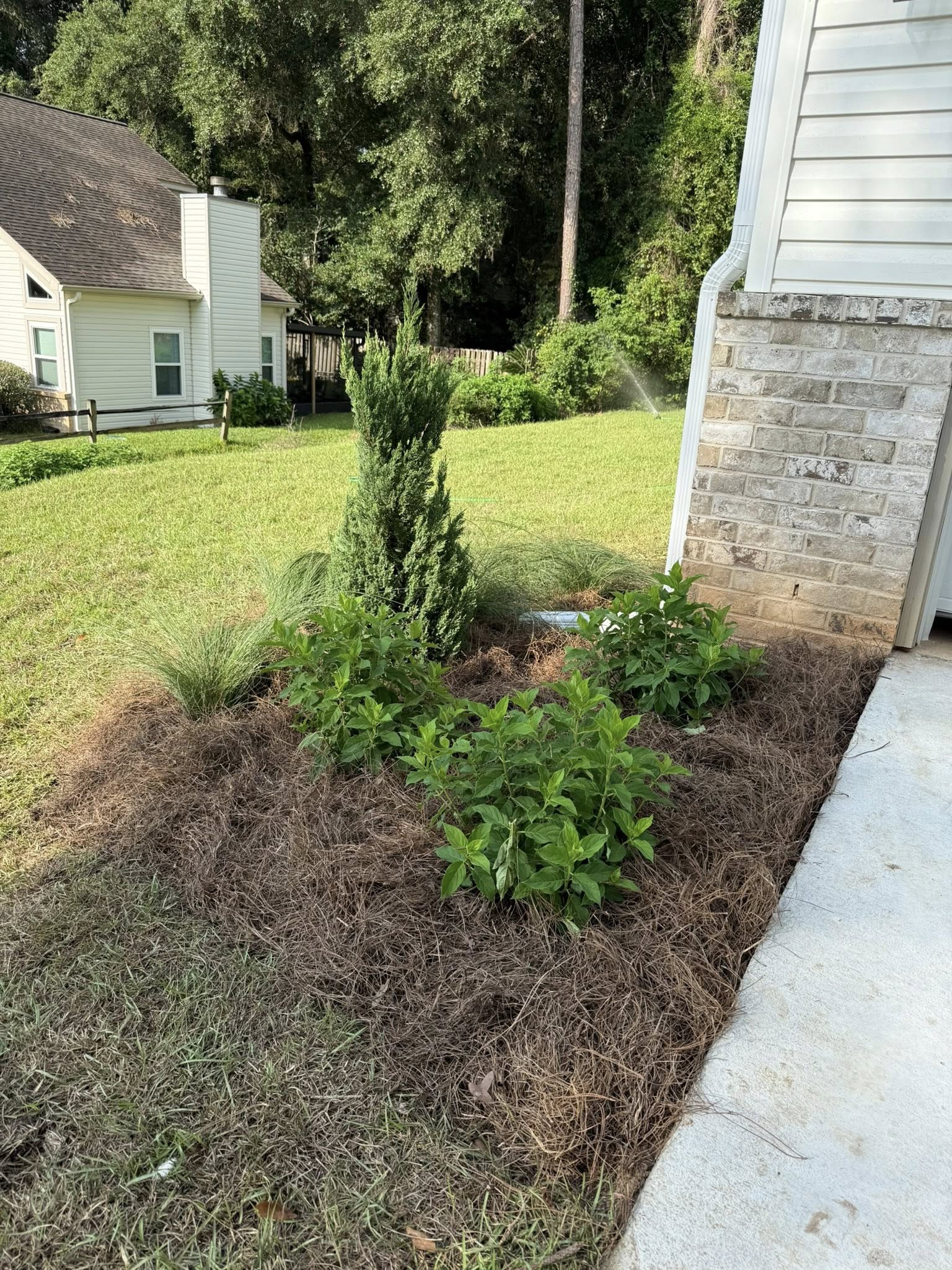 A small garden bed with a central evergreen shrub and smaller green plants, mulched with pine needles next to a house.