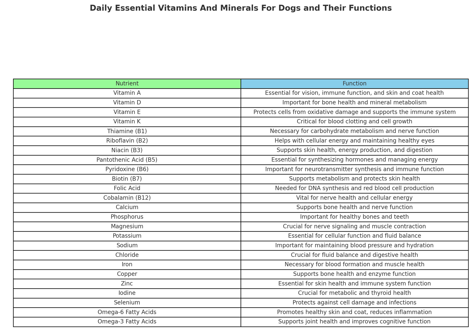 Daily Essential Vitamins And Minerals For Dogs and Their Functions