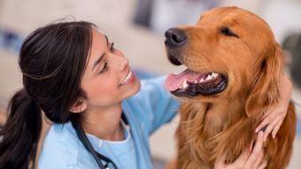 in home pet examinations