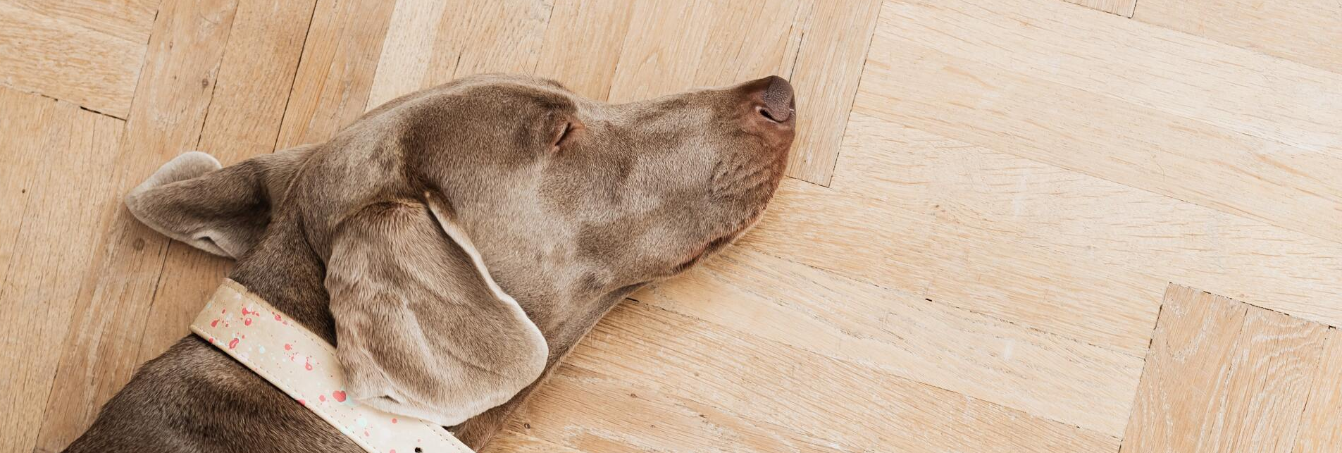 What Flooring Is Best for Dogs?
