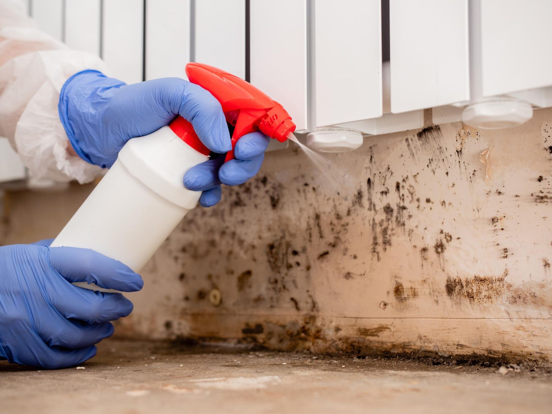 Person wearing gloves sprays moldy surface with cleaner near a white radiator.