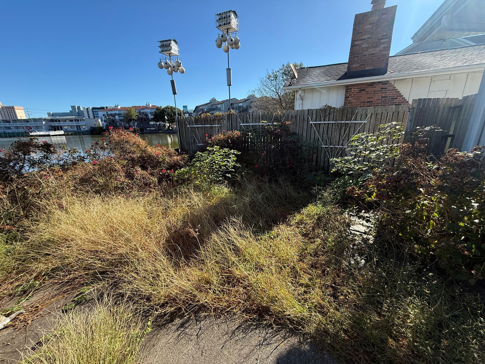 Overgrown yard by a waterfront, with dry grass, shrubs, and a small building under a bright blue sky