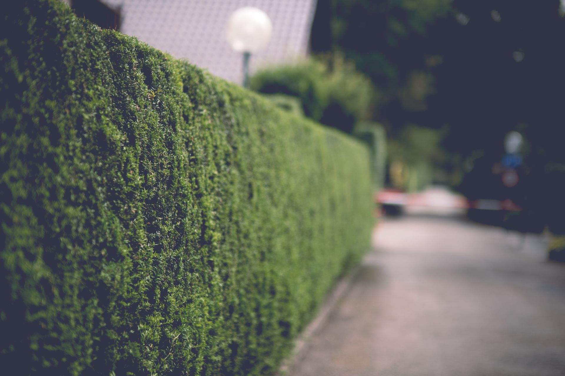 Green hedge along a blurred sidewalk with soft sunlight in the background