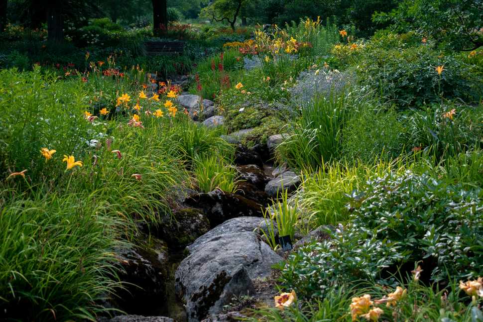 Wildflower meadow with a small rocky stream and lush green vegetation