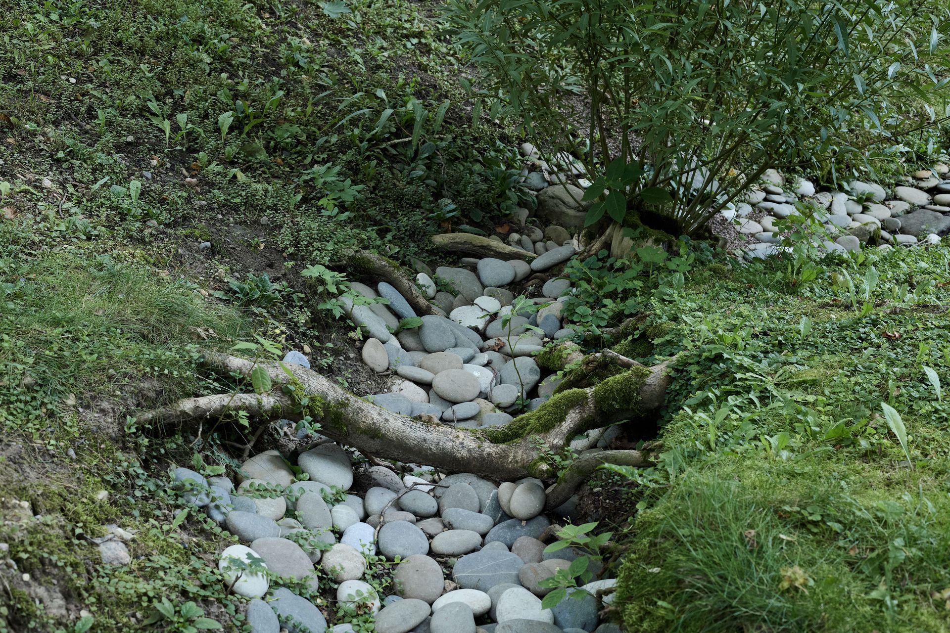 Rocky stream flowing through a lush green garden with shrubs and trees
