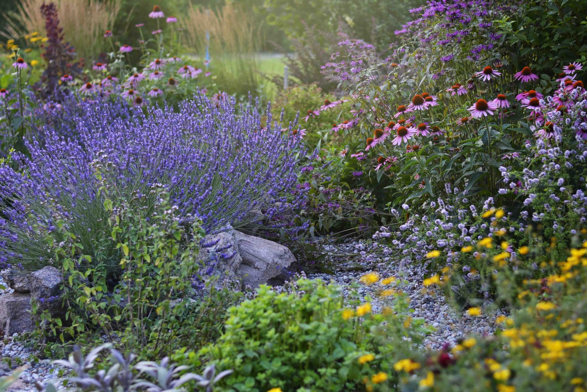 Colorful wildflower garden with purple, pink, yellow, and green plants and rocks