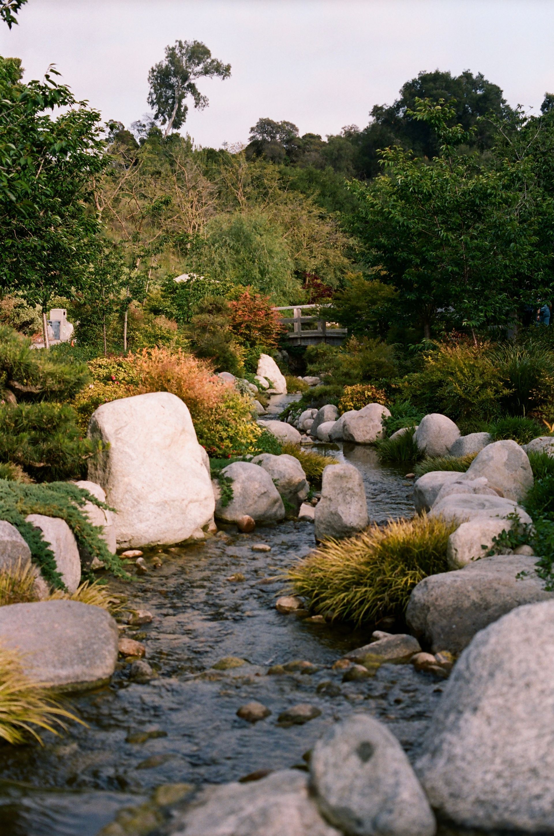 Rocky stream flowing through a lush green garden with shrubs and trees