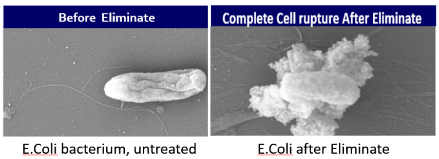 A before and after picture of e.coli bacteria