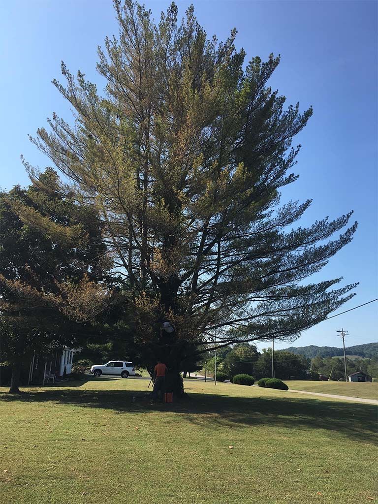 A large pine tree is in the middle of a grassy field.