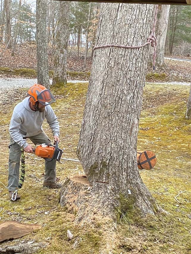 A man is cutting a tree with a chainsaw.