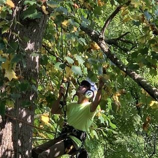 A man wearing headphones is climbing a tree.