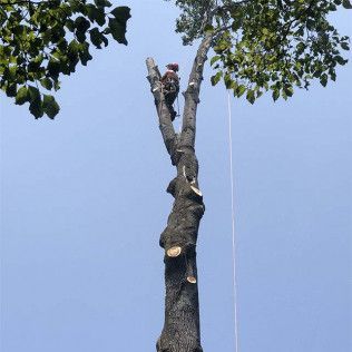 A man is climbing a tree with a chainsaw