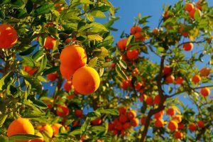 Bright oranges hanging from tree branches against a clear blue sky.