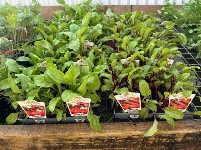 Trays of young vegetable seedlings, including beets and greens, arranged for sale on a wooden display shelf.