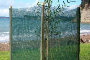 A young sapling protected by green mesh fencing held by wooden posts, situated on a grassy shore near the ocean.