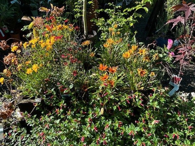 A garden bed filled with yellow gazania flowers and small, red fuchsia blossoms amidst lush green foliage.