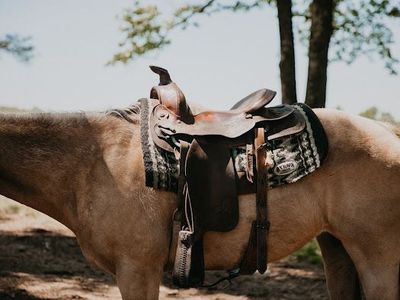 Saddled brown horse standing outdoors with trees in the background