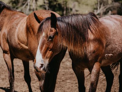 Two brown horses standing together in a dusty outdoor field