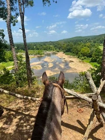 View from horseback overlooking a muddy river through a green tropical landscape under a blue sky