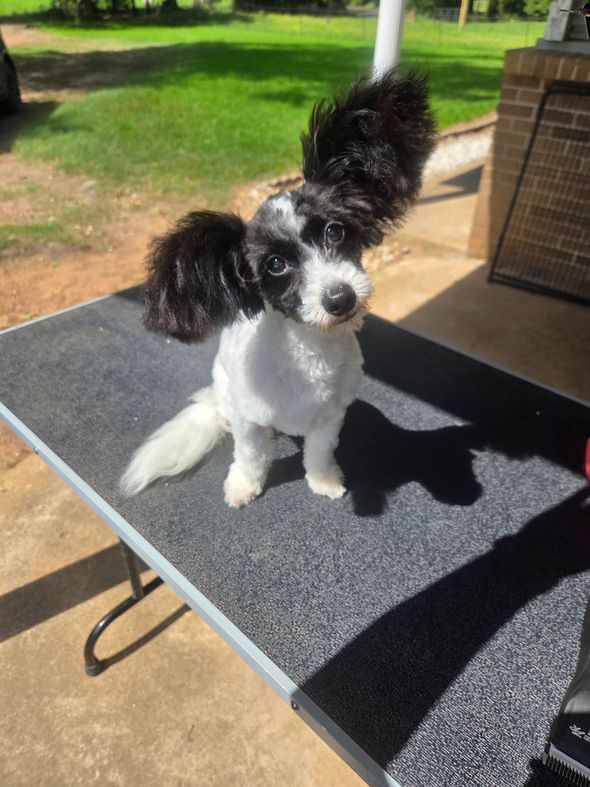 Small black-and-white dog sitting on a grooming table outdoors in bright sunlight.