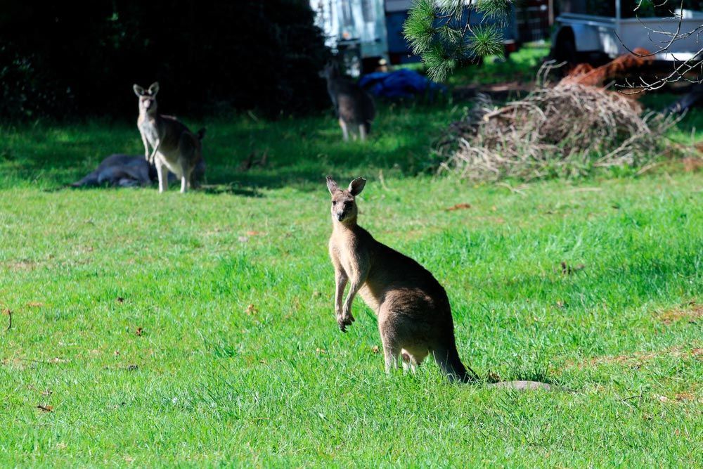 Kangaroo in Bundanoon — Real Estate Agent in Colo Vale, NSW