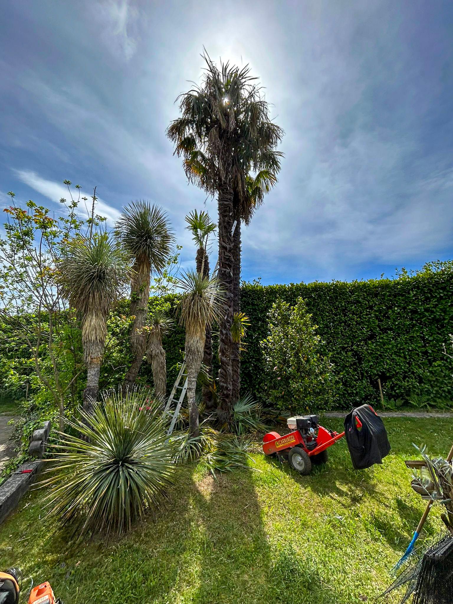 Un tosaerba sta tagliando una palma in un giardino.
