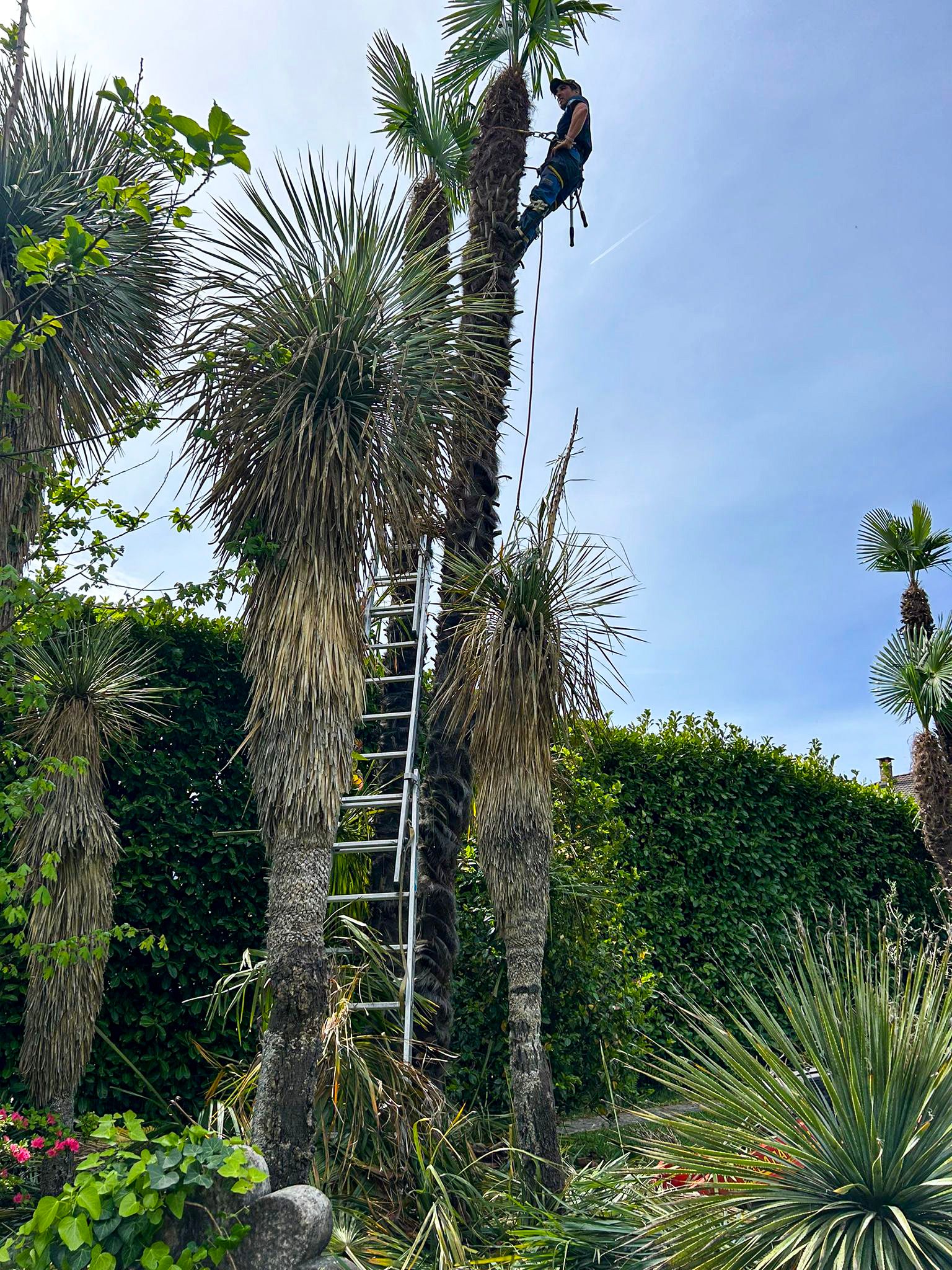 Un uomo si arrampica su una palma con una scala.