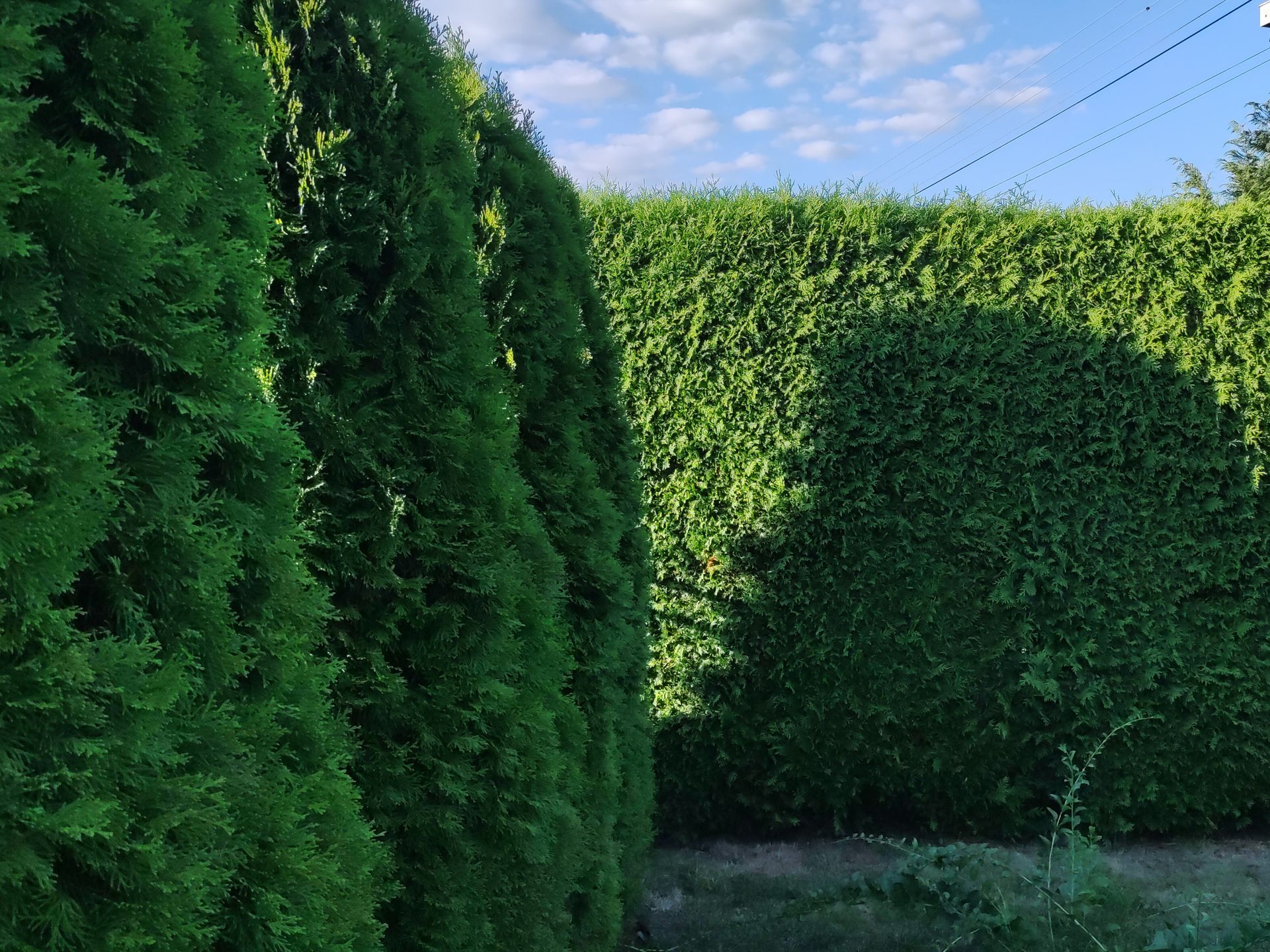 Una siepe verde lussureggiante con un cielo azzurro sullo sfondo