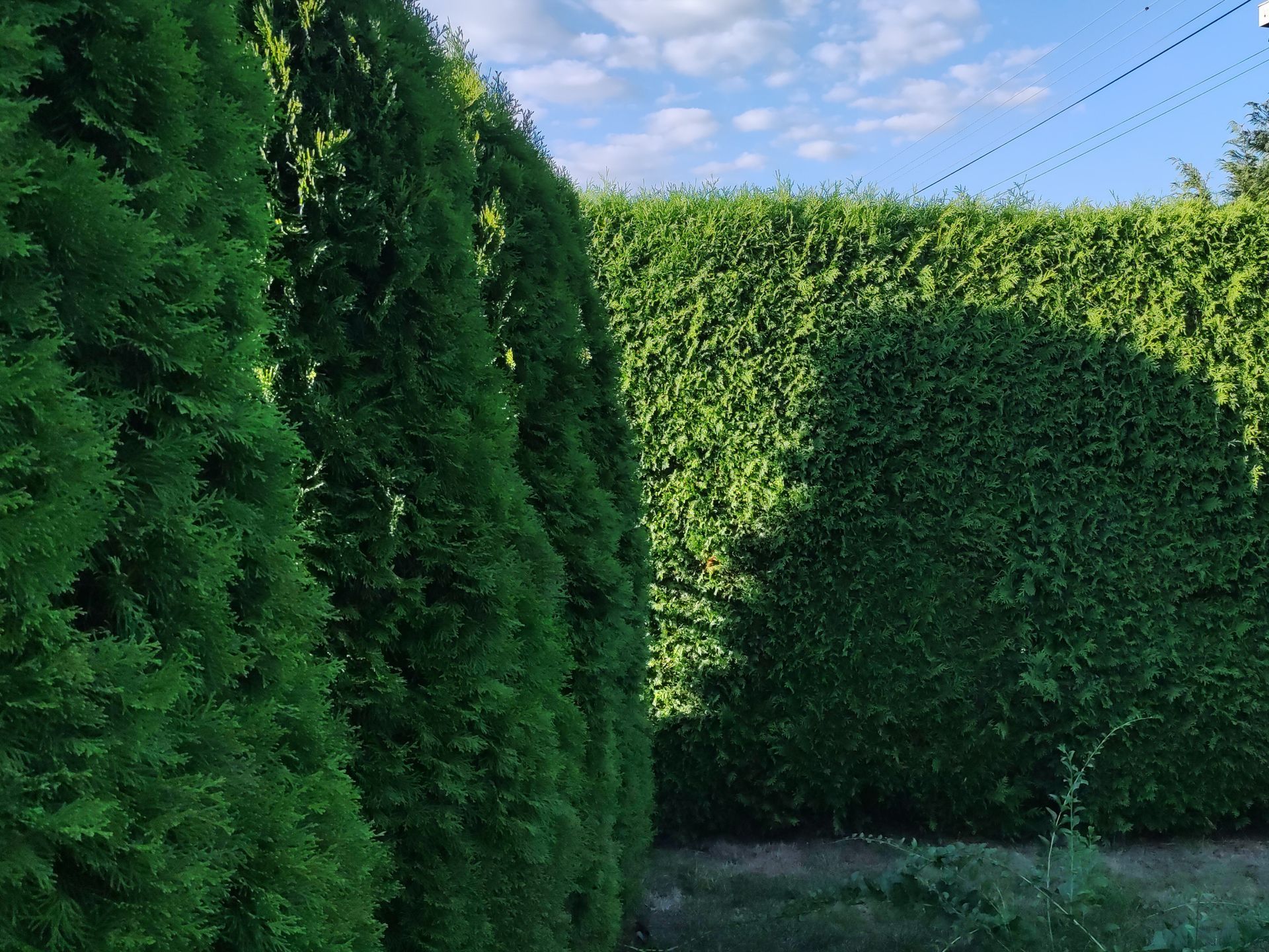 Una palma si trova in mezzo a un campo erboso.