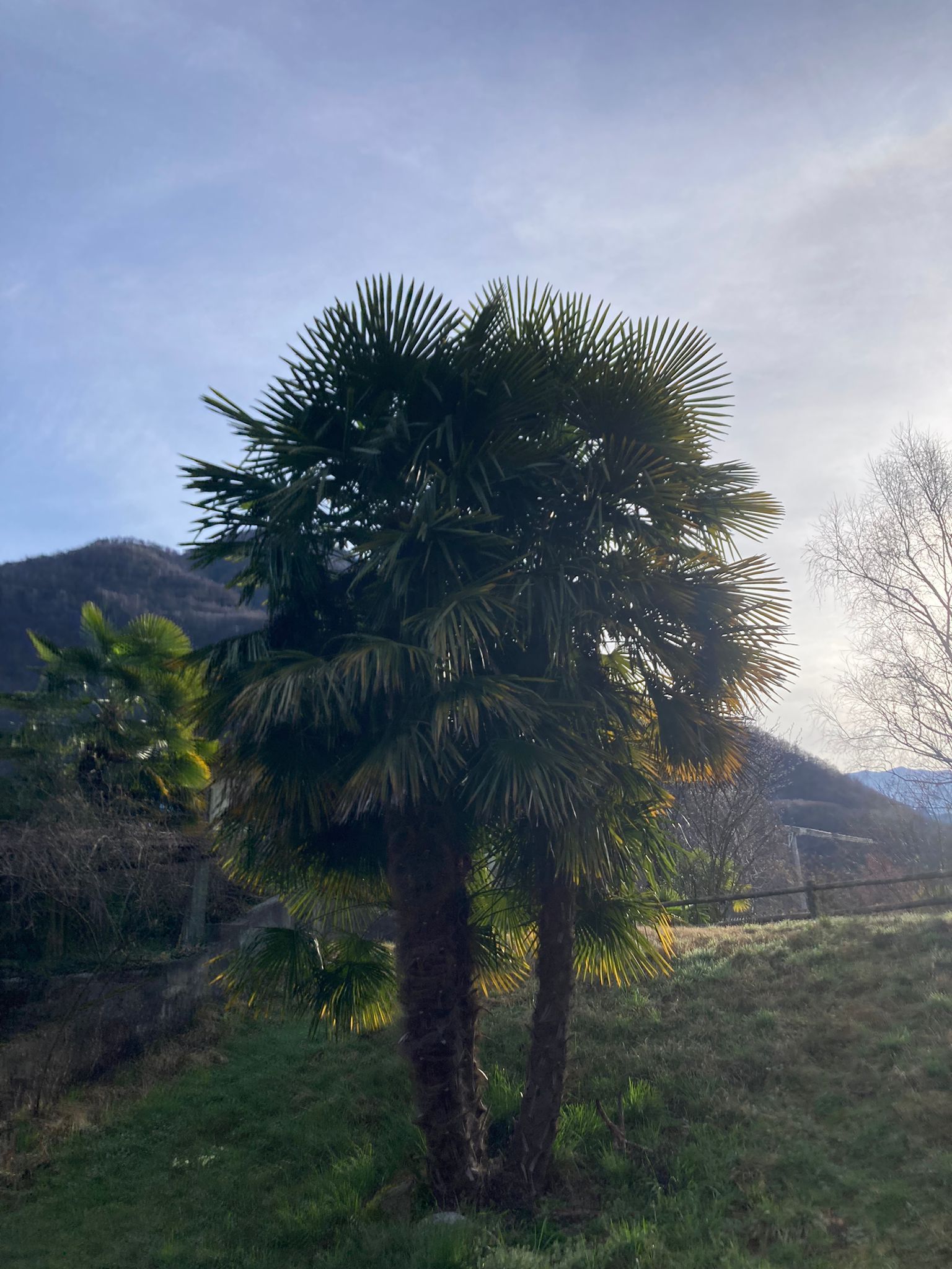 Una palma si trova in mezzo a un campo erboso.