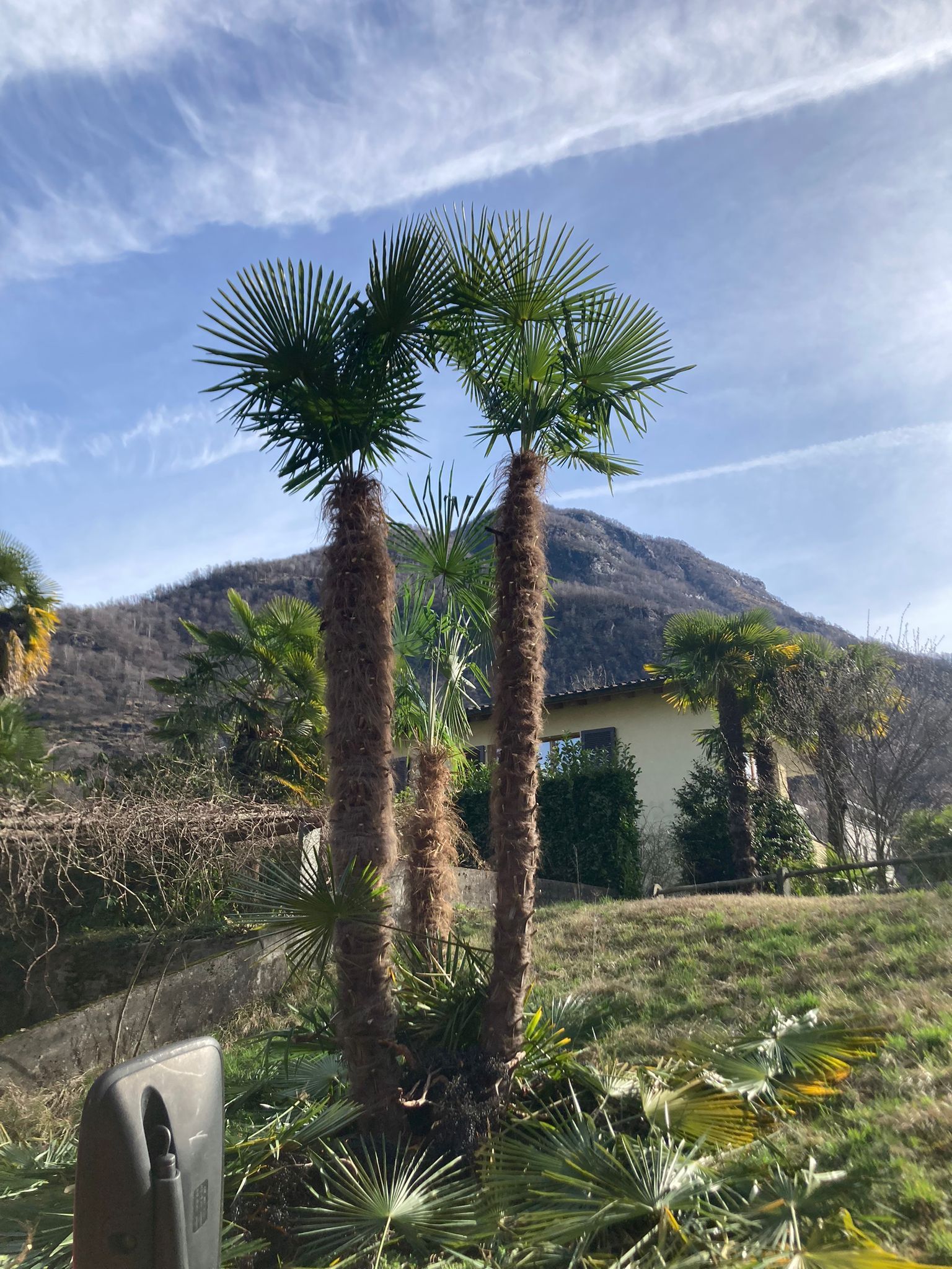 Un paio di palme davanti ad una casa con una montagna sullo sfondo.