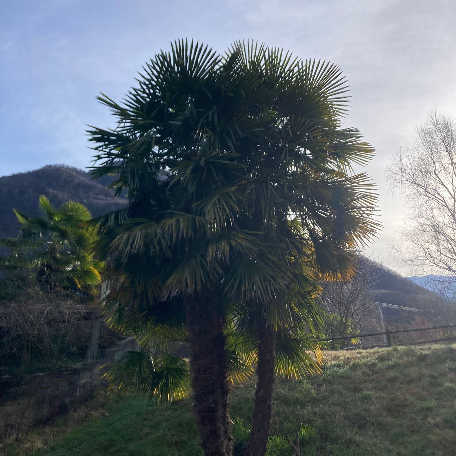 Una palma in un campo con le montagne sullo sfondo