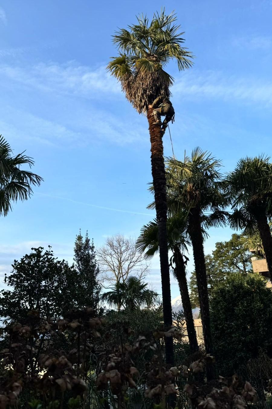 Una palma cresce sul lato di un edificio.