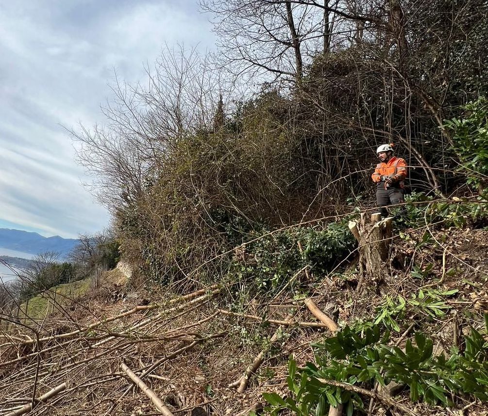 Una palma si trova in mezzo a un campo erboso.