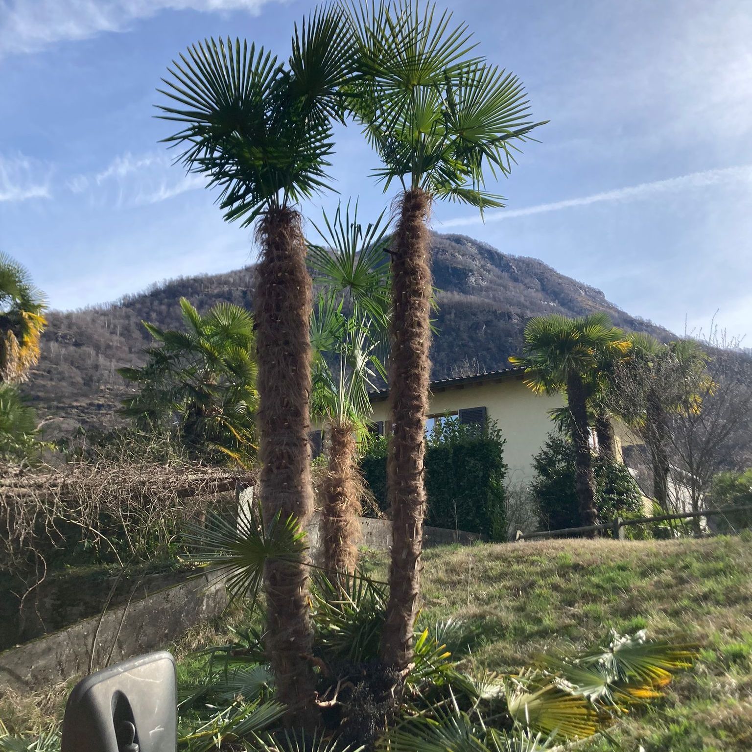 Un paio di palme davanti a una casa con una montagna sullo sfondo