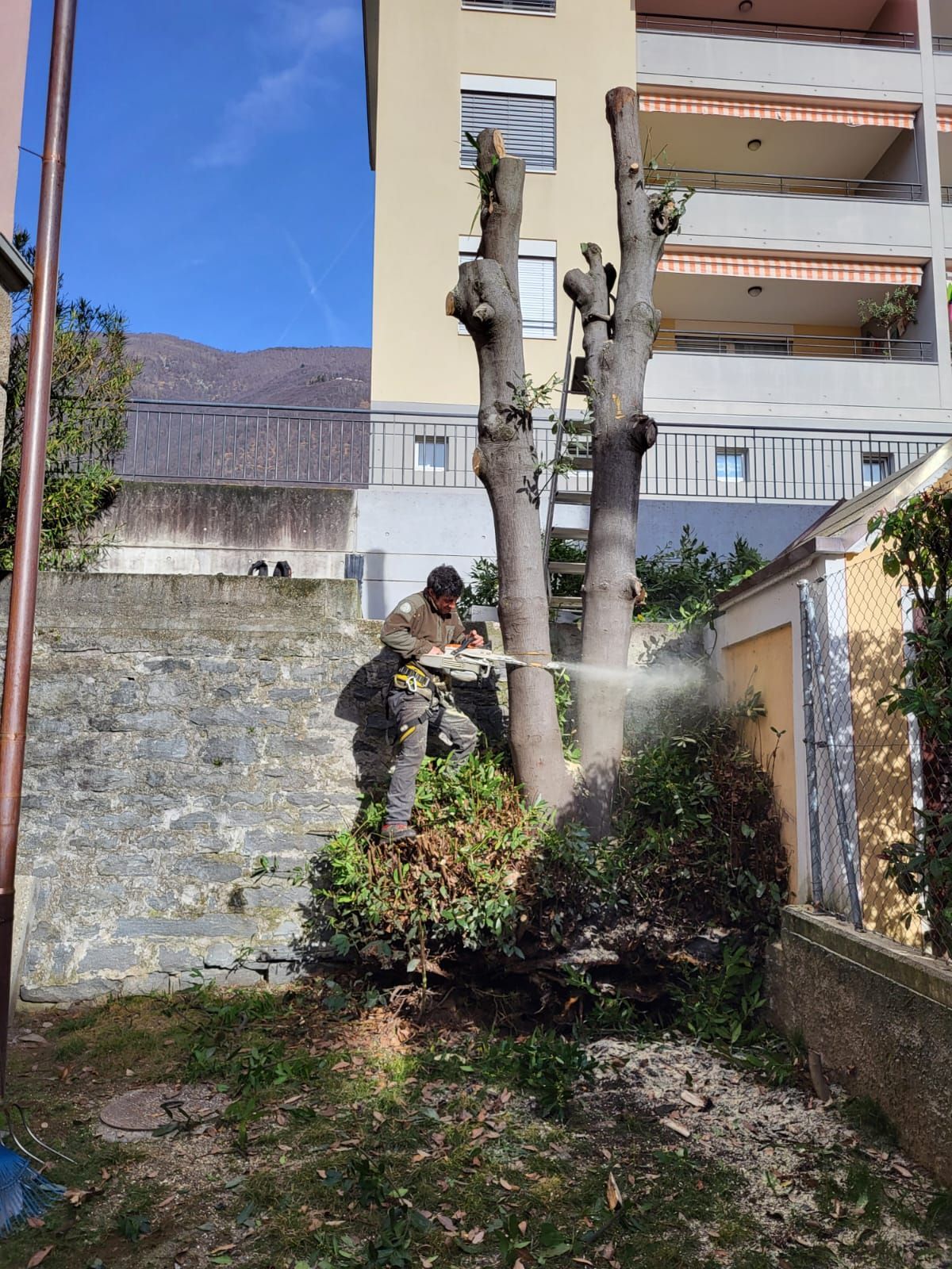 Una palma si trova in mezzo a un campo erboso.
