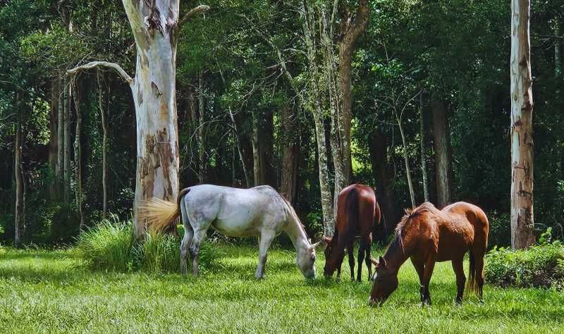 A Group of Horses Are Grazing in a Field in the Woods — Equine Alliance in Palmwoods, QLD