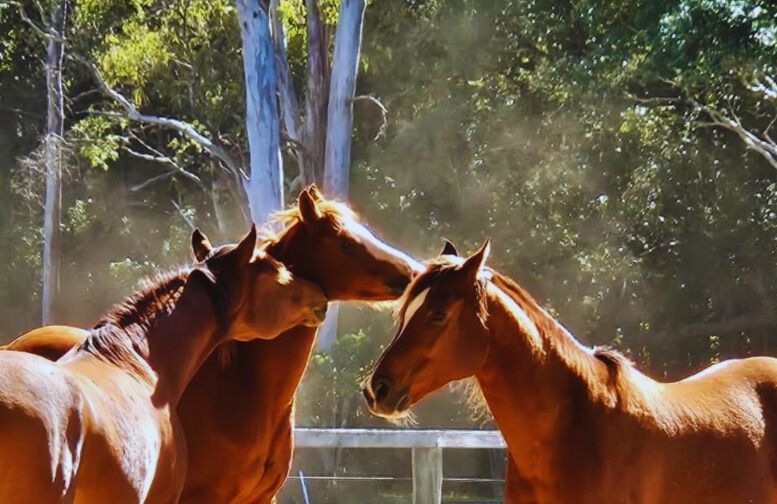 Three Brown Horses Standing Next to Each Other in a Fenced in Area — Equine Alliance in Palmwoods, QLD