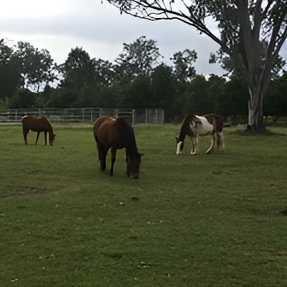 Three Horses Grazing in a Grassy Field — Equine Alliance in Palmwoods, QLD