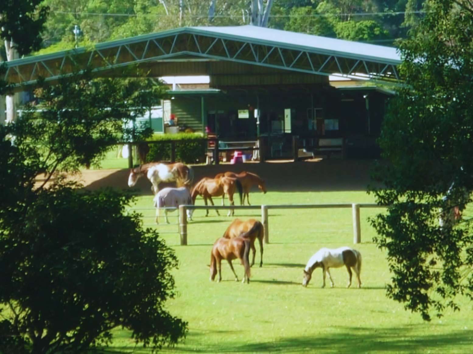 A Group of Horses Grazing in a Field With a Building in the Background — Equine Alliance in Palmwoods, QLD