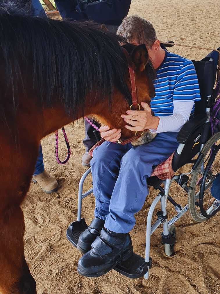 A Man in a Wheelchair is Petting a Brown Horse — Equine Alliance in Palmwoods, QLD