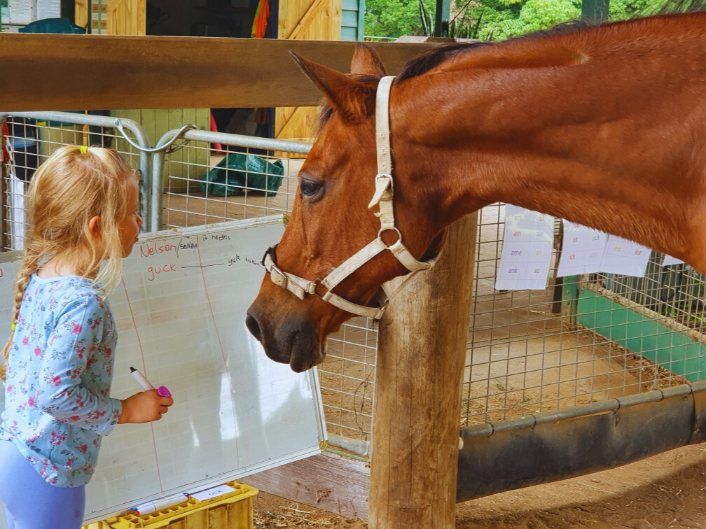 A Little Girl is Writing on a Whiteboard Next to a Brown Horse — Equine Alliance in Palmwoods, QLD