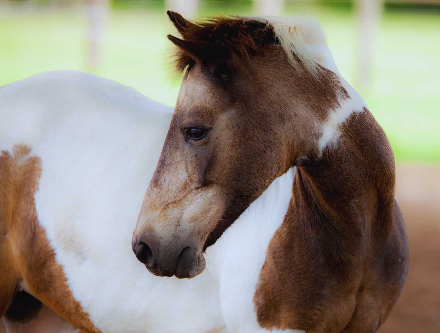A Brown and White Horse is Standing in the Dirt and Looking at the Camera — Equine Alliance in Palmwoods, QLD