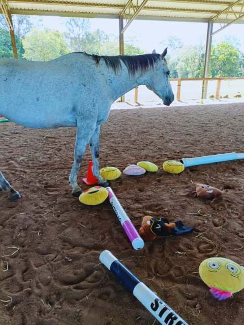 A Horse is Standing in a Dirt Arena Surrounded by Toys — Equine Alliance in Palmwoods, QLD