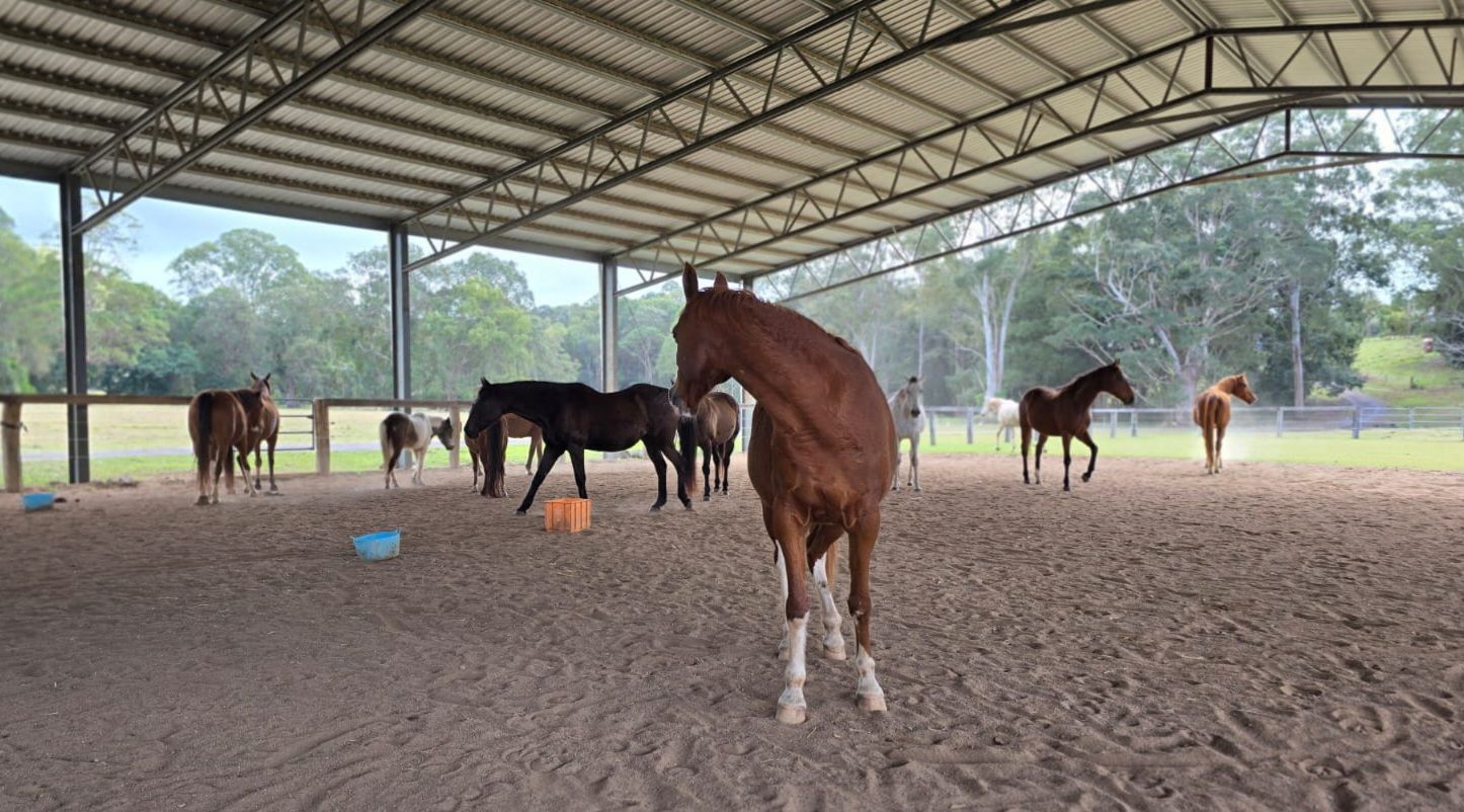 A Herd of Horses Standing Next to Each Other in a Field — Equine Alliance in Palmwoods, QLD
