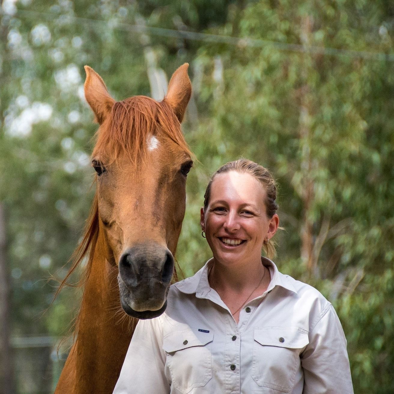 Three Horses Are Standing Next to Each — Equine Alliance in Palmwoods, QLD