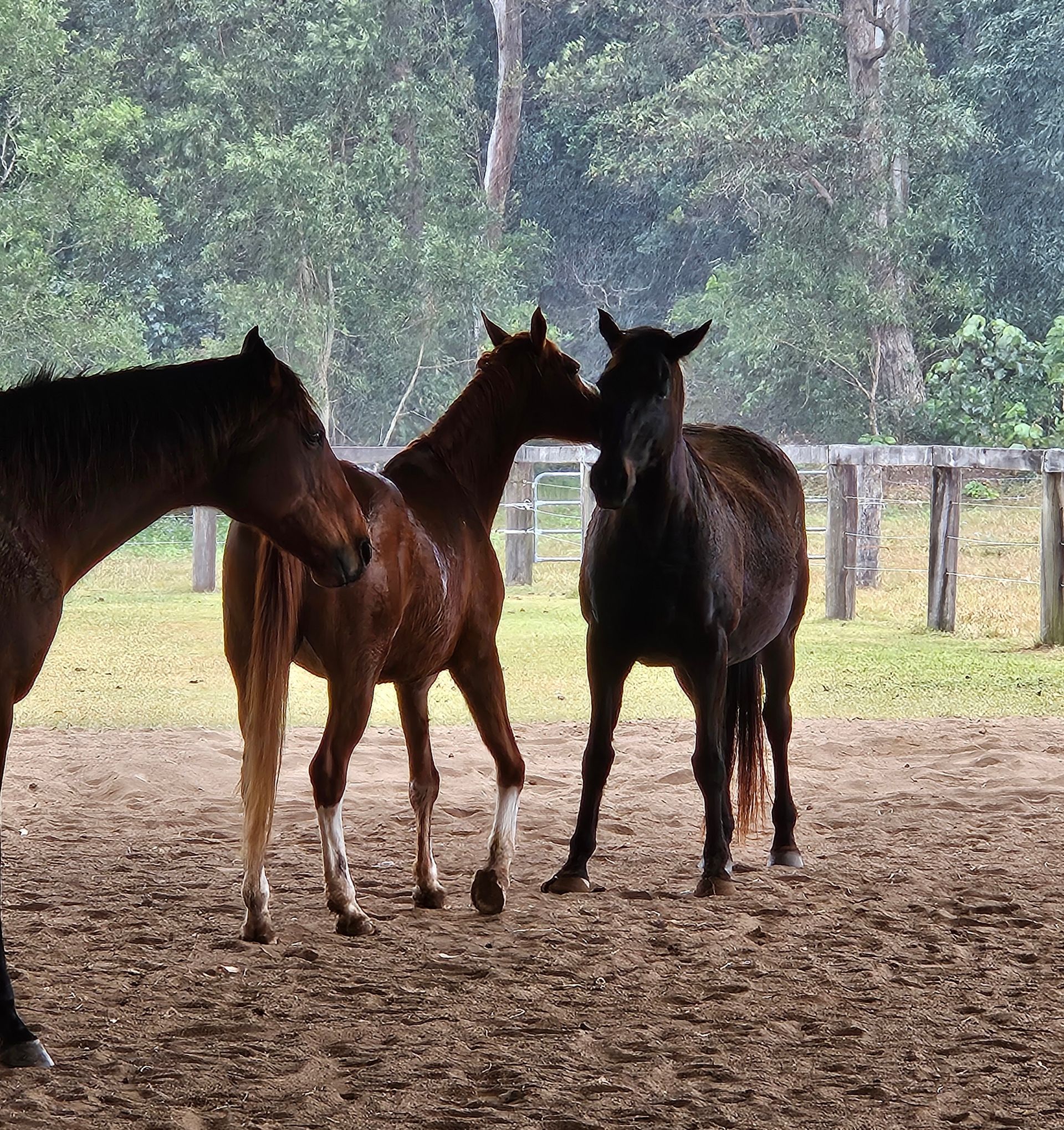 A Horse is Standing in a Fenced in Area — Equine Alliance in Palmwoods, QLD