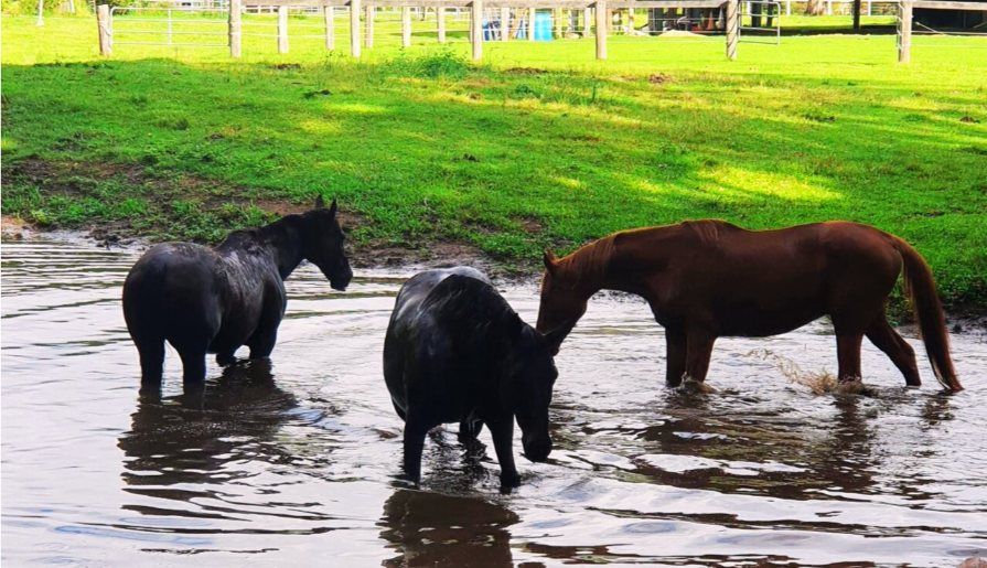Three Horses Are Standing in a Puddle of Water — Equine Alliance in Palmwoods, QLD